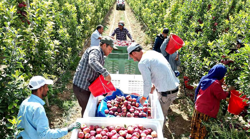 Hobi olarak başladı, şimdi 4 &uuml;lkeye g&ouml;nderiyor! 25 bin ağaca ulaştı