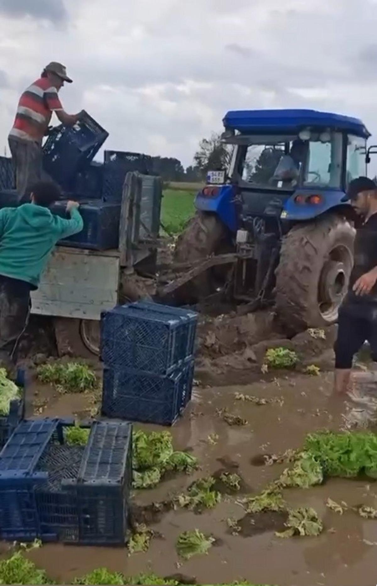 Sular çekildi, zorlu mesai başladı! Marul tarlaları balçığa döndü 2