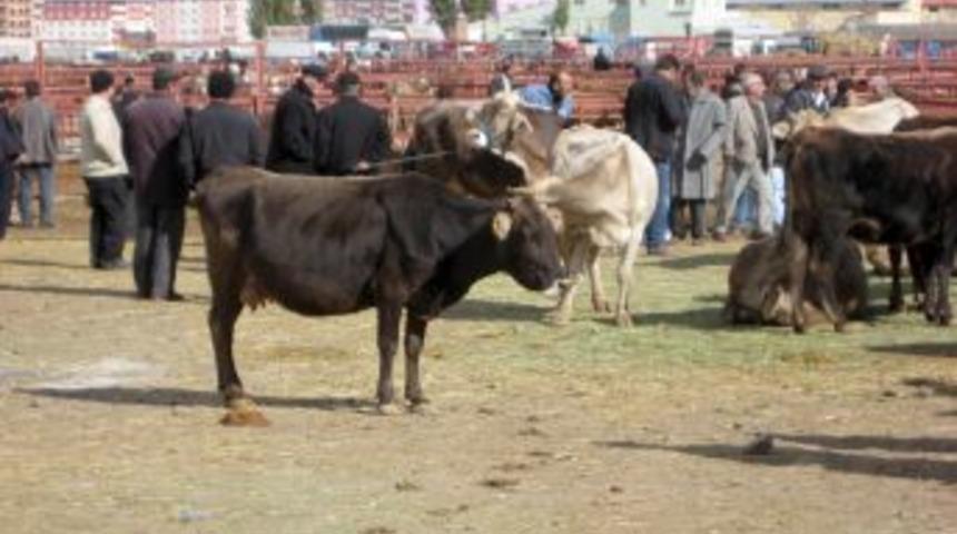 Erzurum'da kurbanlık fiyatları belli oldu