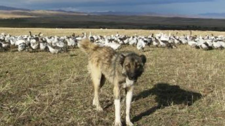 Kaz eti 10 g&uuml;n sonra sofralarda