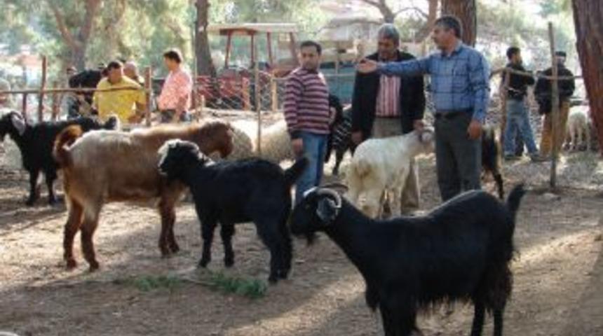 Kurbanlıklar ge&ccedil;en yıla g&ouml;re fiyatlarını koruyor