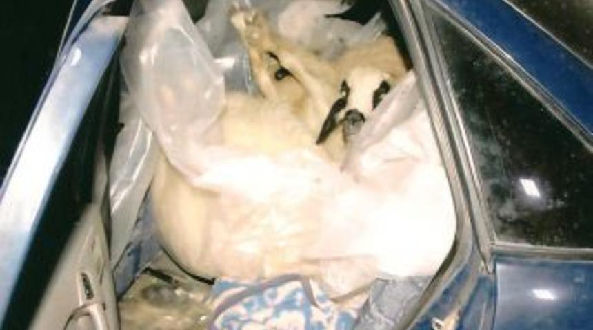 Bir otomobilden 9 koyun &ccedil;ıktı