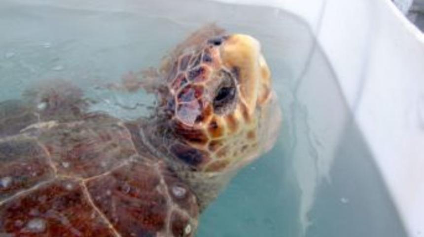 G&ouml;k&ccedil;eada isimli kaplumbağa sağlıklı &ccedil;ıktı