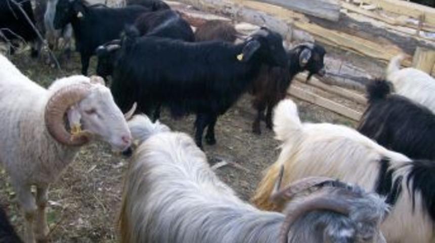 Nallıhan'da kurban pazarı durgun