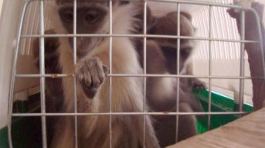 Belen'de örümcek cinsi 8 maymun ele geçirildi