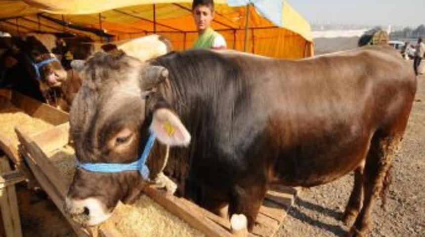 İzmir Kurban Bayramı'na hazırlanıyor