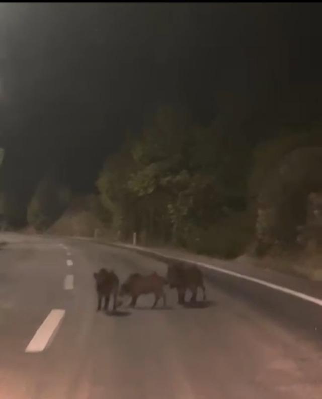 Kahramanmaraş&rsquo;ta yolda domuz s&uuml;r&uuml;s&uuml; 1