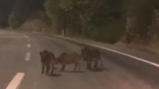Kahramanmaraş’ta yolda domuz sürüsü