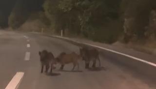 Kahramanmaraş&rsquo;ta yolda domuz s&uuml;r&uuml;s&uuml;