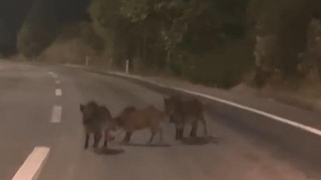Kahramanmaraş’ta yolda domuz sürüsü