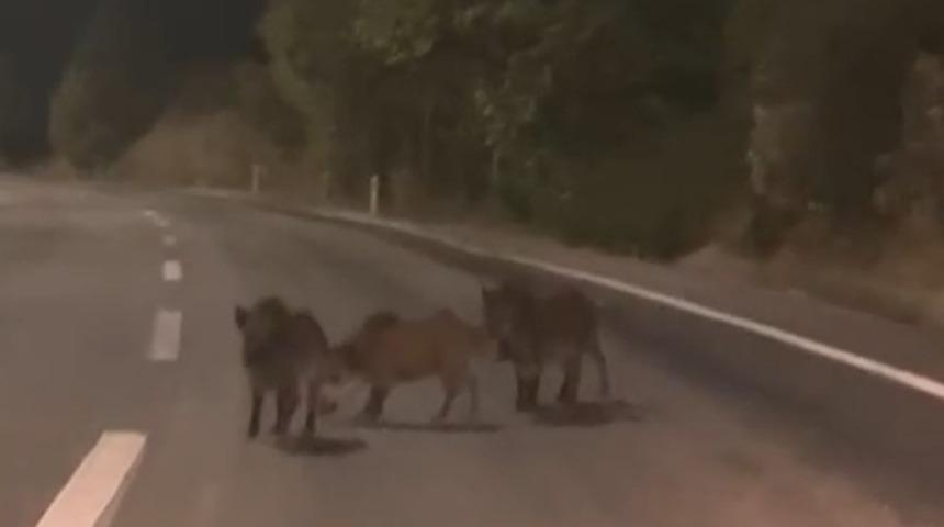 Kahramanmaraş&rsquo;ta yolda domuz s&uuml;r&uuml;s&uuml;