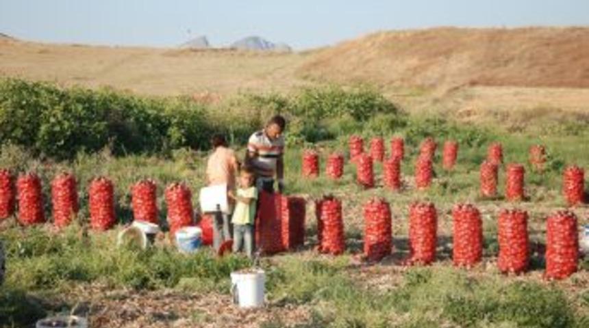 Kışlık soğan ve patatesler depolanmaya başlandı