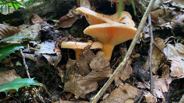 Zehirli mantarı anlamanın yolu rengi ya da kokusu değil! Uzmanından kritik uyarı