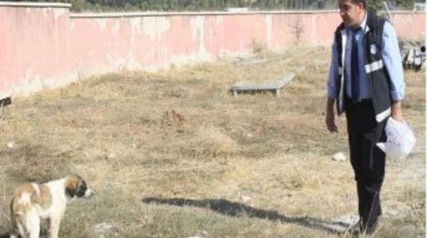 Bakanlıktan sokak hayvanları i&ccedil;in su kabı