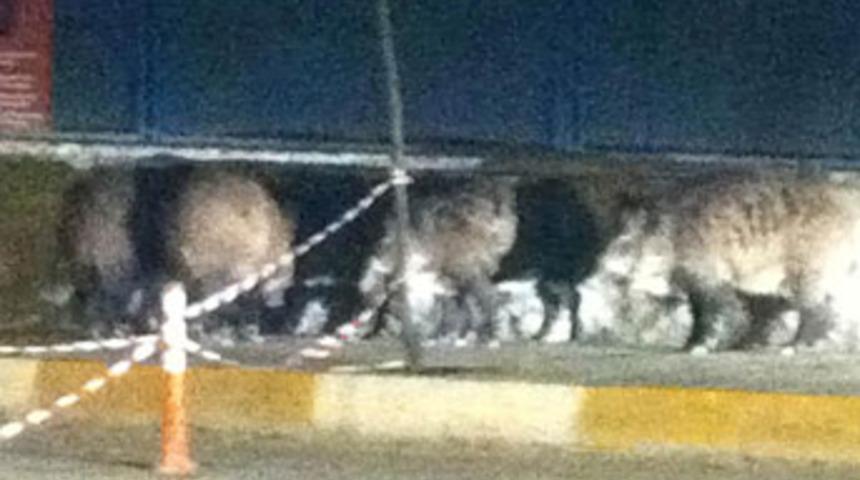 Denizli panikte, domuzlar şehre indi...