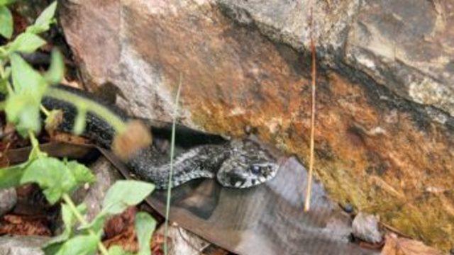 Çöl ötleğeni ve Hemşin yılanı ilk kez Zonguldak’ta görüntülendi