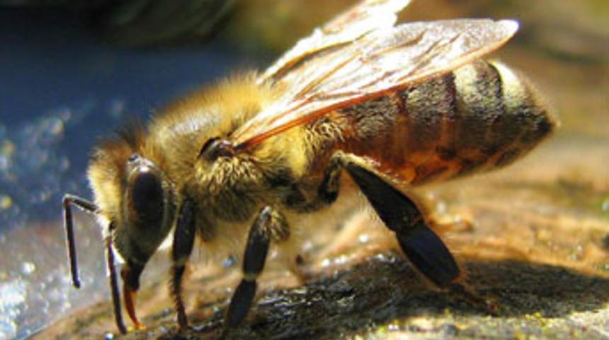 Serbest bırakılan arılar polislere saldırdı