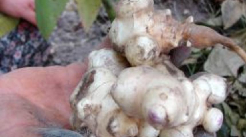 Yer elması sezonu 1,5 liradan a&ccedil;tı