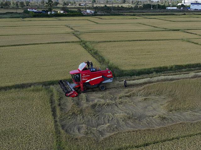 D&uuml;zce'de tescilli Konuralp pirincinin hasadı başladı