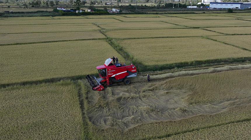 D&uuml;zce'de tescilli Konuralp pirincinin hasadı başladı