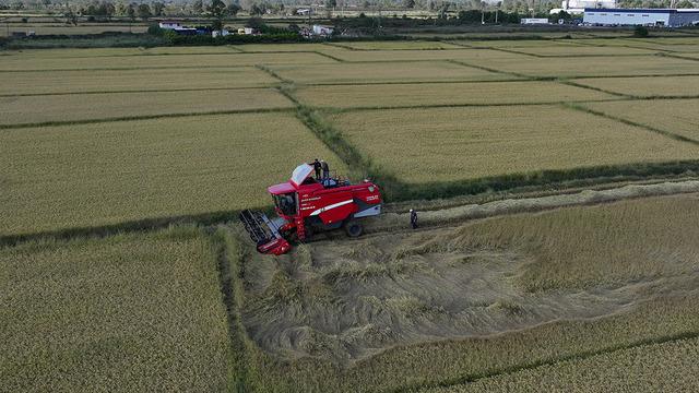 Düzce'de tescilli Konuralp pirincinin hasadı başladı