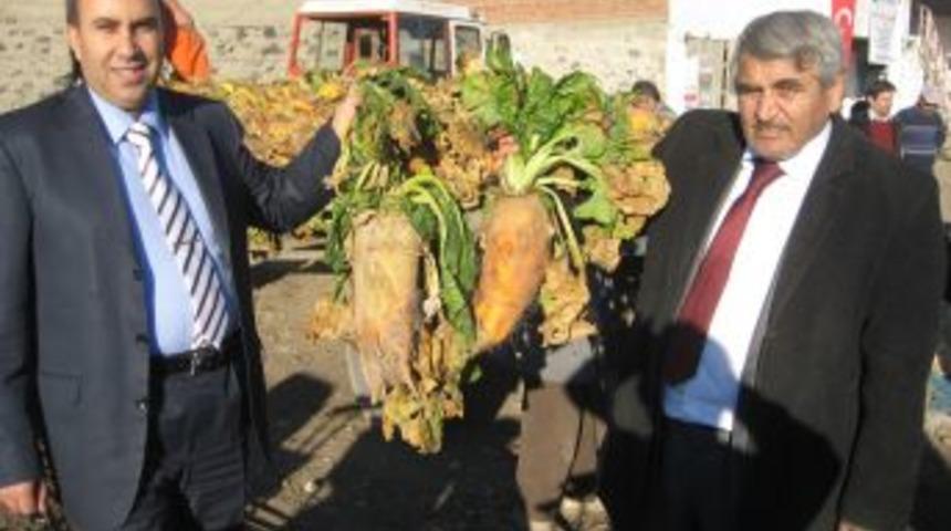 Deneme ama&ccedil;lı &uuml;retilen hayvan pancarında hasat başladı