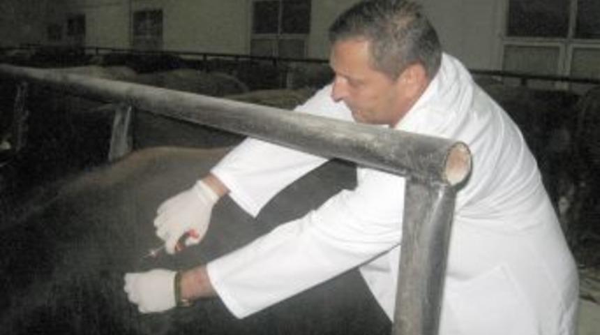 Hayvan sevkiyatında denetimler sıkı