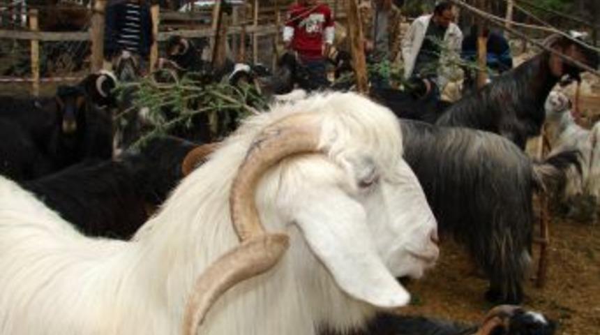 Manavgat'ta kurbanlıklar 2 noktada kontrol ediliyor