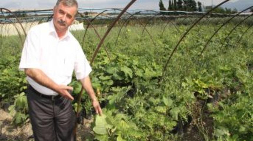 Fidanlı k&ouml;y&uuml;nde bir yılda 5 milyon fidan &uuml;retildi