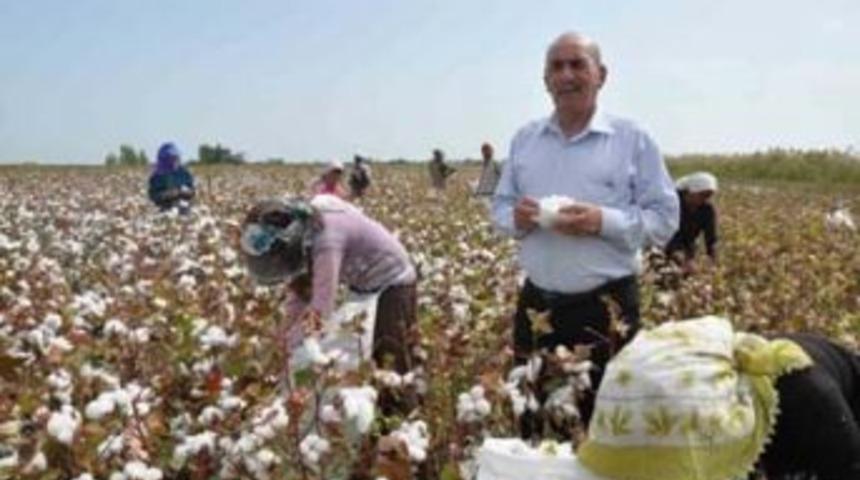 Pamuk toplanmaya başlandı