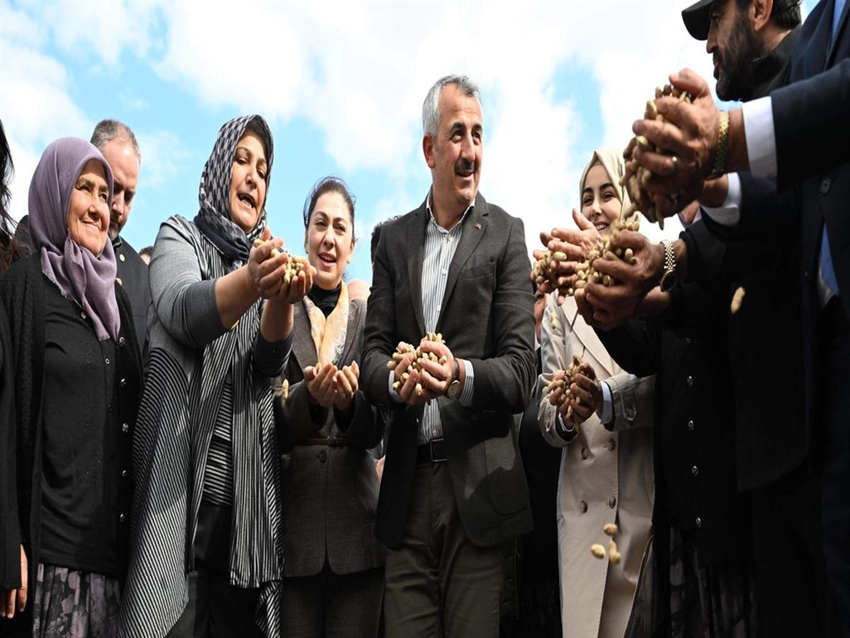 Edirne de  Meri&ccedil; Alibeyk&ouml;y Fıstık Hasadı Şenliği  d&uuml;zenlendi 1