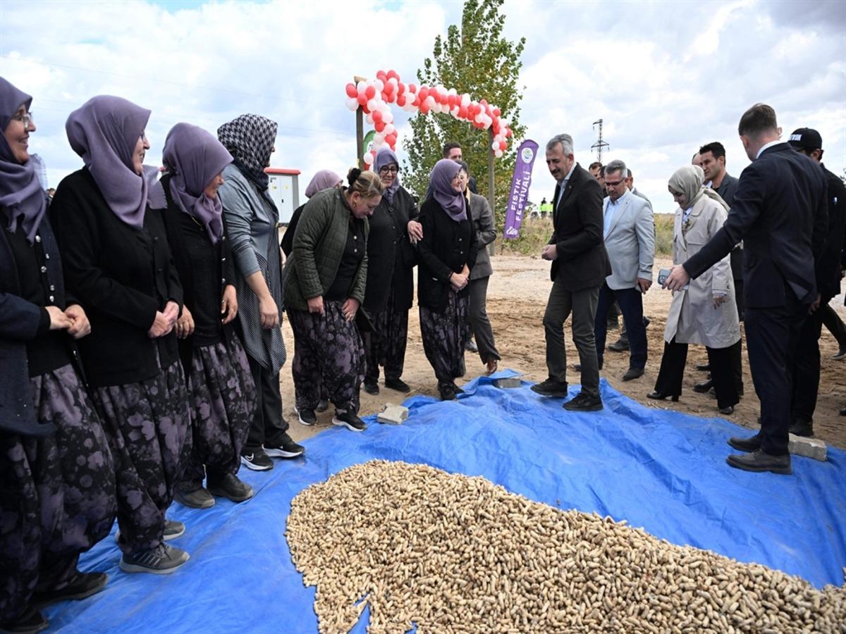Edirne de  Meri&ccedil; Alibeyk&ouml;y Fıstık Hasadı Şenliği  d&uuml;zenlendi 2