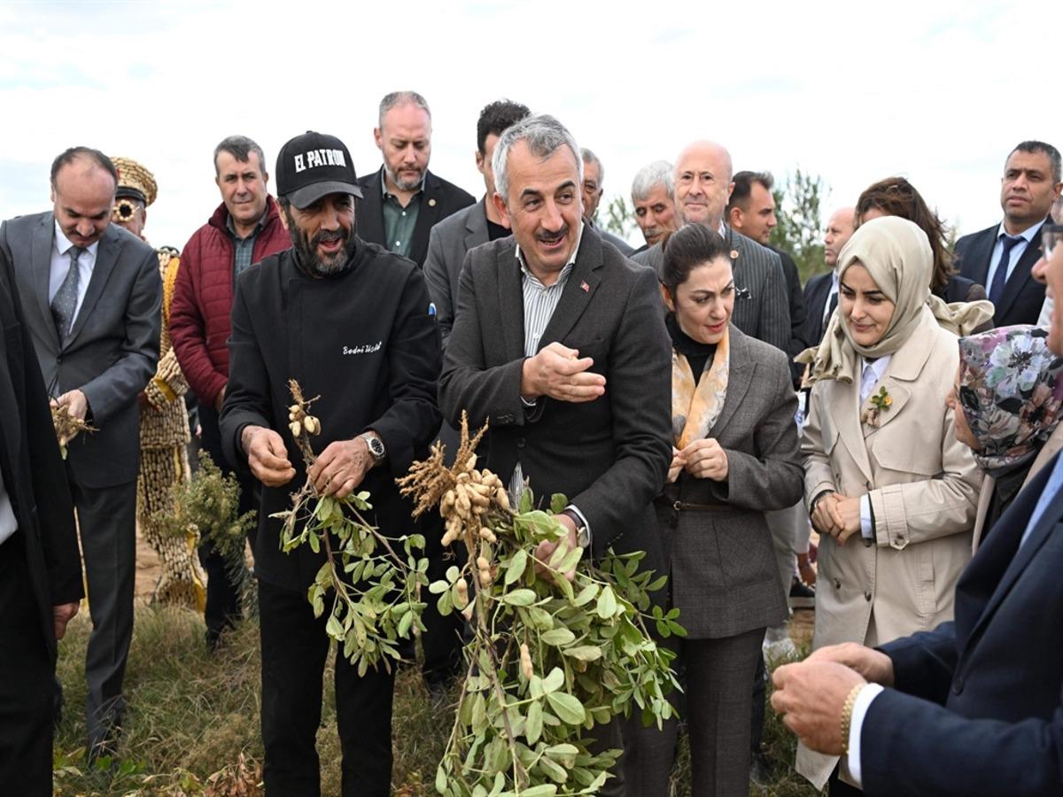 Edirne de  Meri&ccedil; Alibeyk&ouml;y Fıstık Hasadı Şenliği  d&uuml;zenlendi 6