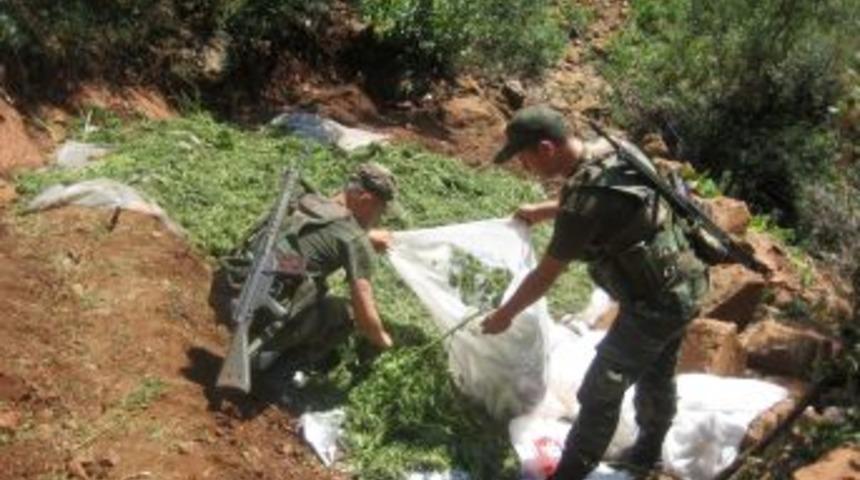 PKK, kırsalda tehditle hint keneviri ektirmiş