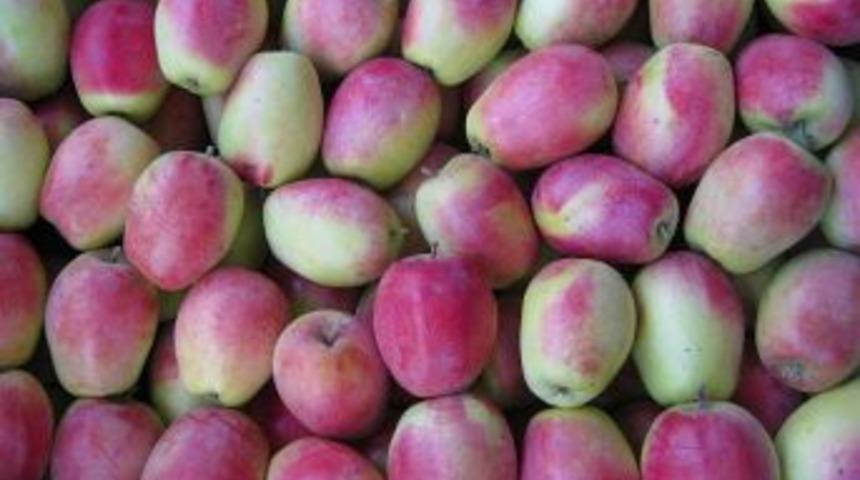 1. Kağızman Uzun Elma Şenliği