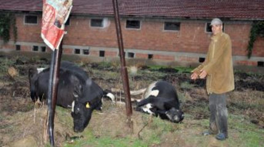 Elektrik akımına kapılan inekler telef oldu