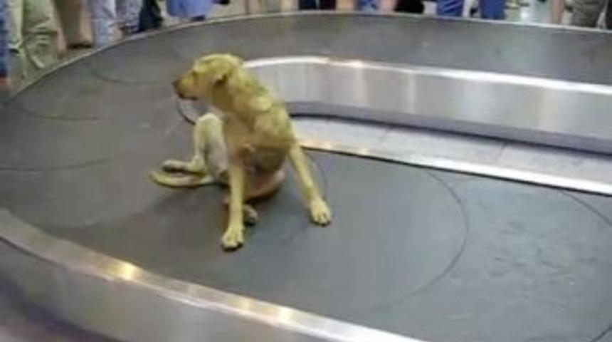 K9'un hareketleri Rus yolcuları kahkahaya boğdu