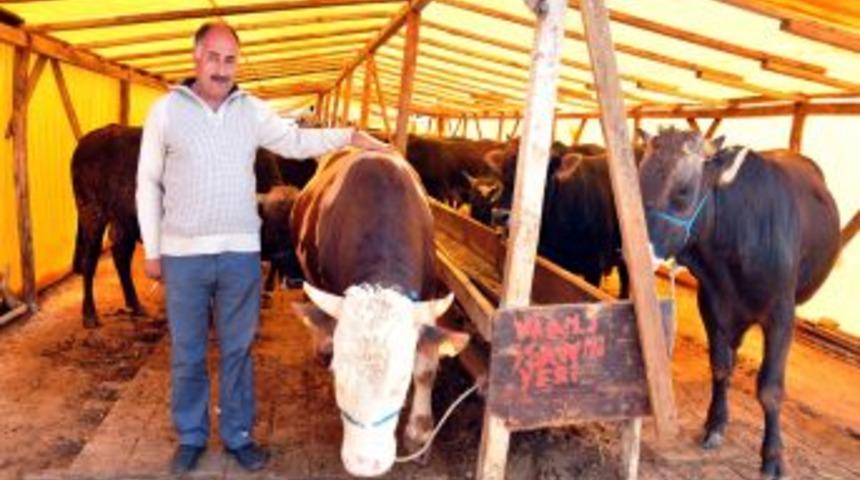 Antalya, Kurban Bayramı&rsquo;na hazır