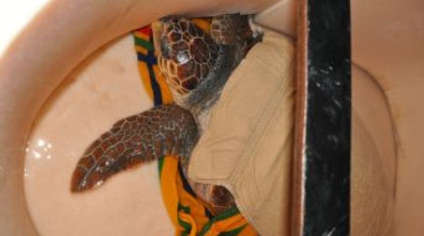 Yaralı bulunan dev Caretta Caretta tedavi altına alındı