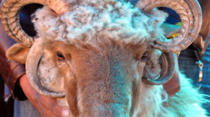 D&ouml;rt boynuzlu 'Saddam' ilgi odağı oldu