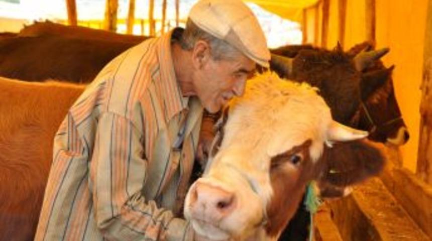 Antalyalı duyarlı davrandı, Van'dan getirilen hayvanlar yok satıyor