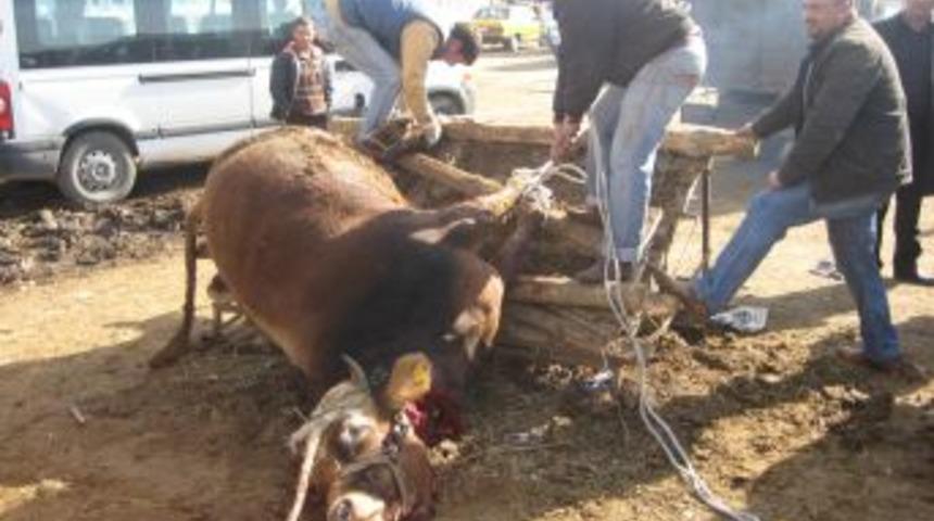 Boğazına zincir ka&ccedil;an kurbanlık boğa kesildi