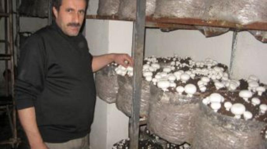 Ulusal marketlerin kültür mantarı Erzurum'dan