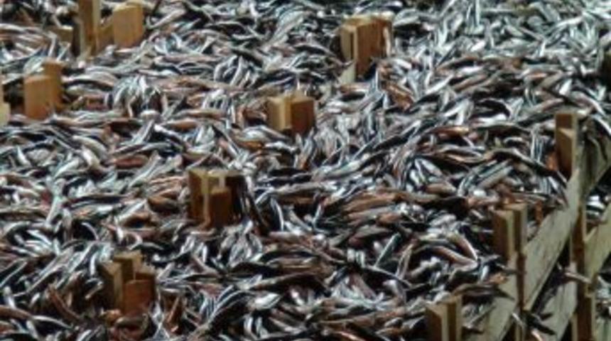 Karadeniz'de hamsi bereketi