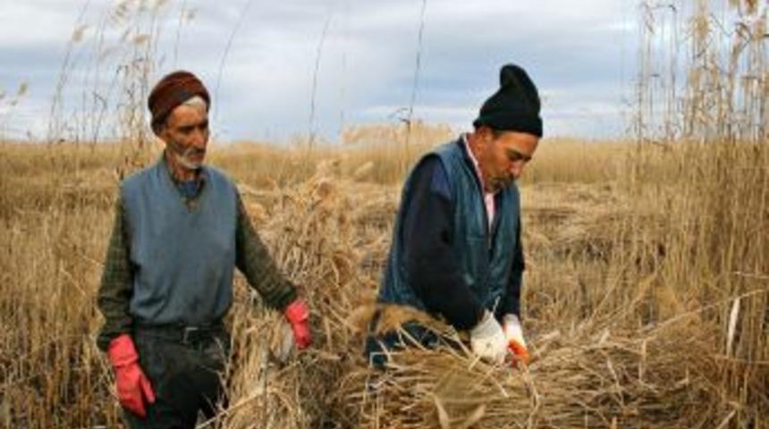 Sultansazlığı&rsquo;nın bin hektarlık alanında saz kesimine izin verildi