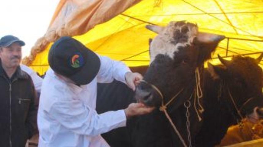 Kurbanlık hayvanlara sıkı kontrol