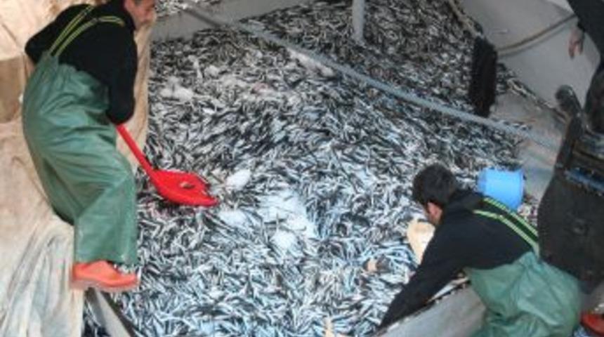 Limanda hamsinin kilosu 80 kuruştan