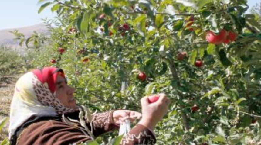 BTC Petrol Boru Hattı Projesi elma &uuml;reticisinin y&uuml;z&uuml;n&uuml; g&uuml;ld&uuml;r&uuml;yor