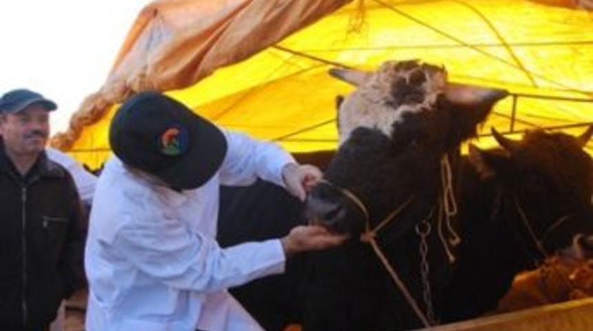 Kurbanlıklara sıkı kontrol