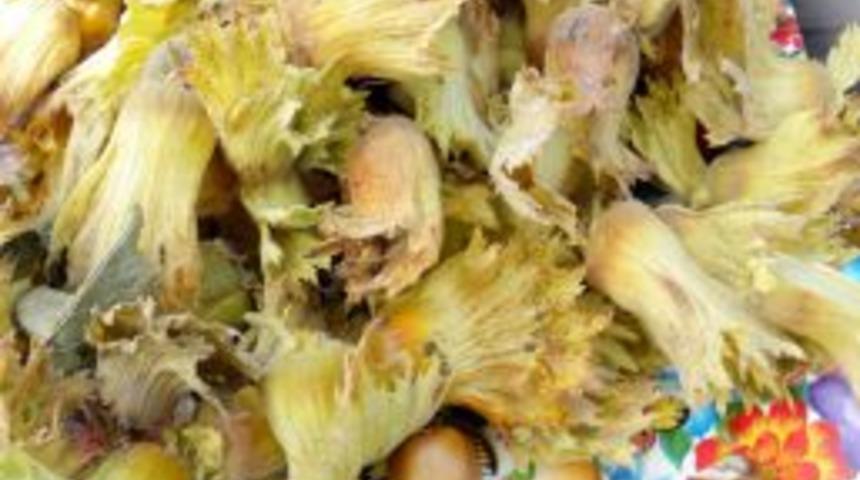 Erciyes Dağı&rsquo;nın eteklerinde fındık yetiştirildi